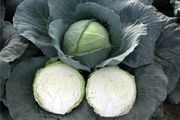 (C) White Cabbage Parel F1 seeds (30s) (122509)