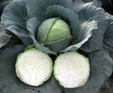 (C) White Cabbage Parel F1 seeds (30s) (122509)
