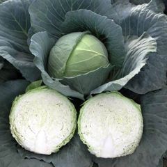 (C) White Cabbage Parel F1 seeds (30s) (122509)