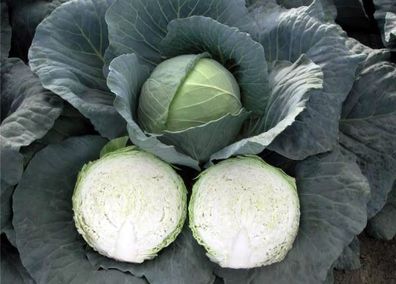 (C) White Cabbage Parel F1 seeds (30s) (122509)