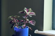 coleus plant