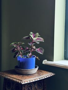 coleus plant