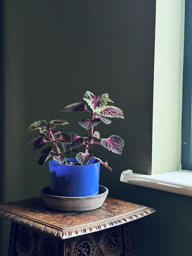 coleus plant
