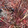 Potted japanese acer Image 6