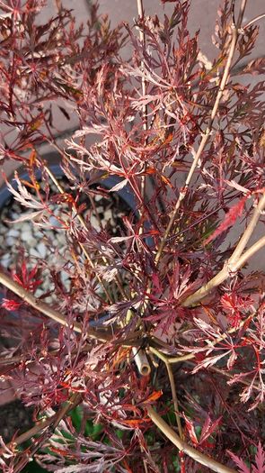 Potted japanese acer