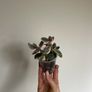 Variegated Jade Plant Image 2