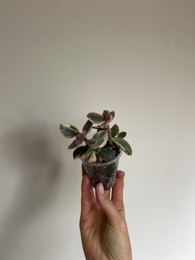 Variegated Jade Plant