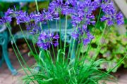plants