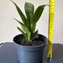snake plant Image 3