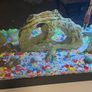 aquarium tank Image 4