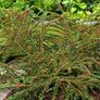 plants Image 2