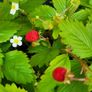 Wild strawberry. Delicious and aromatic berries. Image 5