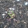Wild mint plant Image 3