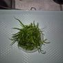 aquarium plants Image 8