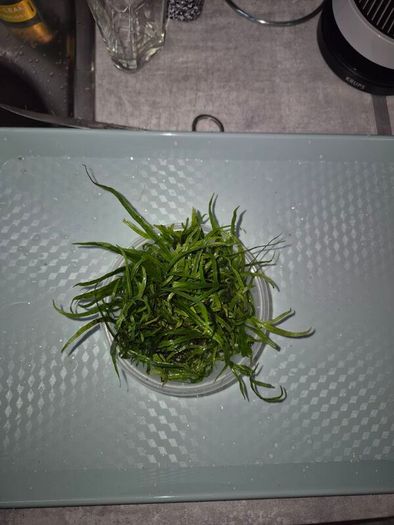 aquarium plants