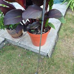 Ping Karsten I 1 iron golf club