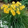 plants Image 2