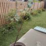 Birch Image 2