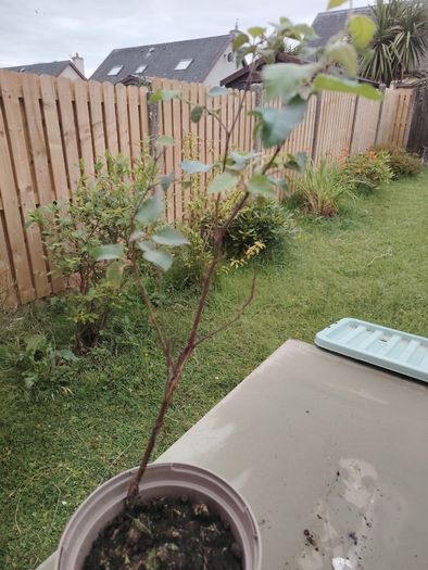 Birch