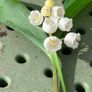 Medium Garden Fern Image 4