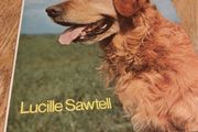 All About The Golden Retriever