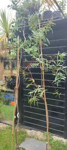 Eucalyptus    Ovata  trees