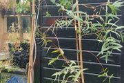 Eucalyptus    Ovata  trees