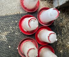 poultry water drinkers