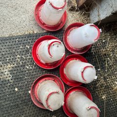 poultry water drinkers