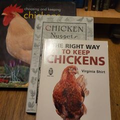 keeping hens
