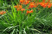 Crocosmia Montbretium-Crocosmia bulbs