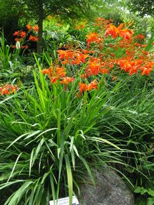 Crocosmia Montbretium-Crocosmia bulbs