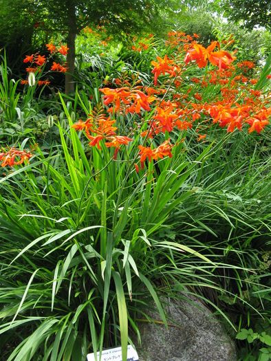 Crocosmia Montbretium-Crocosmia bulbs