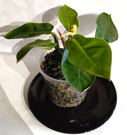Philodendron - Moonlight