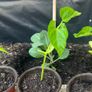 French Beans Image 4