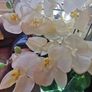 orchid. flower Image 4