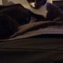kittens Image 3