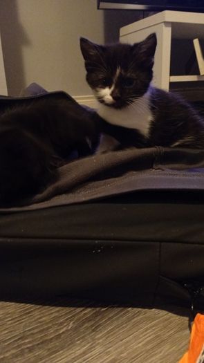 kittens