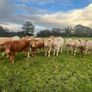 Organic Cattle Image 3
