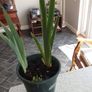 Bearded Iris plant. Image 2