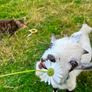 Pygmy Goat free to good home Image 2