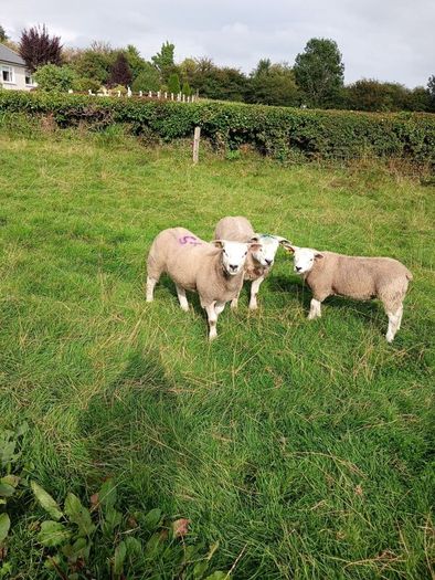 PBR texel ram lambs