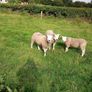 PBR texel ram lambs Image 10
