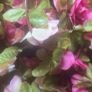 Selection 1 - 2 x  Pink and Peach  Fake Artificial Flowers  Rose  Garland, approx 2.5m long each Wedding Arch Image 3