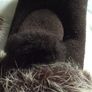 UGG's Brown Chestnut Suede Fingerless Gloves with fur trim Image 5