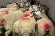 12 super charlois breeding ewe lambs