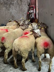 12 super charlois breeding ewe lambs