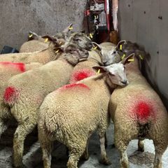 12 super charlois breeding ewe lambs