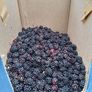 Blackberries Image 3