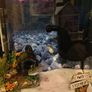 fish tank aquarium Image 4